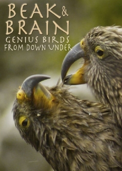 Beak & Brain - Genius Birds from Down Under-123movies