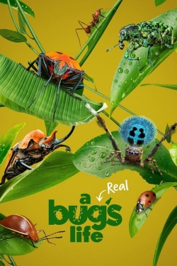 A Real Bug's Life-123movies